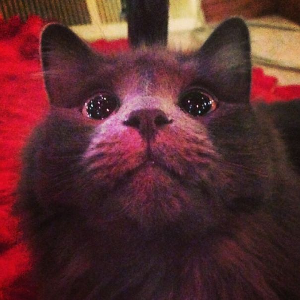 животные делают первый раз в жизни, животные впервые увидевшие снег