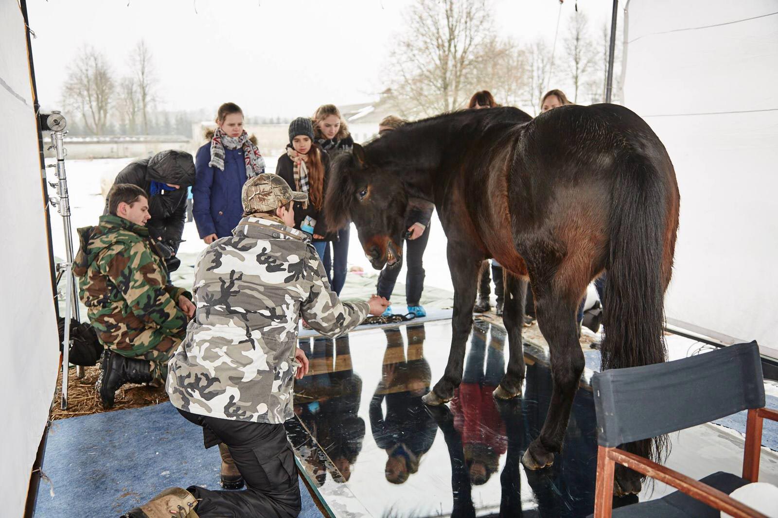 как выглядят лошади снизу, Андриус Бурба, Andrius Burba, Under-Horse, 