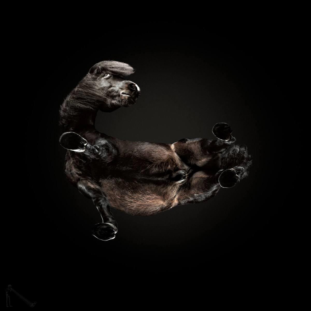 как выглядят лошади снизу, Андриус Бурба, Andrius Burba, Under-Horse, 