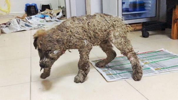 щенок издевались дети, щенка измазали клеем, щенок в клее