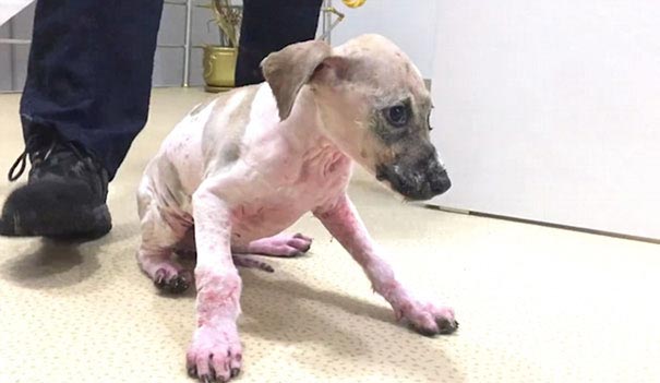 щенок издевались дети, щенка измазали клеем, щенок в клее