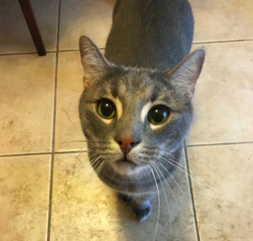 Владелец котов, оставил самое смешное описание своих питомцев для того, кто за ними будет присматривать смешное описание кошек, смешное описание котов для присмотра