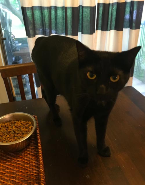 Владелец котов, оставил самое смешное описание своих питомцев для того, кто за ними будет присматривать смешное описание кошек, смешное описание котов для присмотра