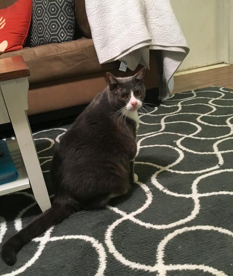 Владелец котов, оставил самое смешное описание своих питомцев для того, кто за ними будет присматривать смешное описание кошек, смешное описание котов для присмотра