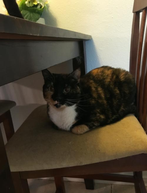 Владелец котов, оставил самое смешное описание своих питомцев для того, кто за ними будет присматривать смешное описание кошек, смешное описание котов для присмотра