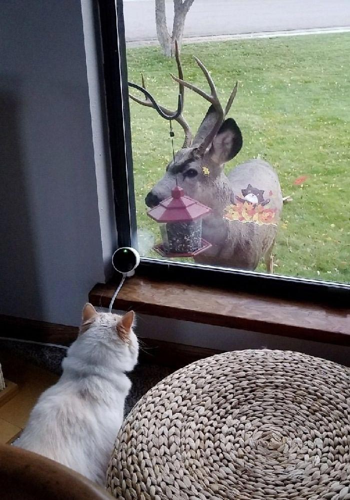 кот Сочи, кот принцесса Диснея