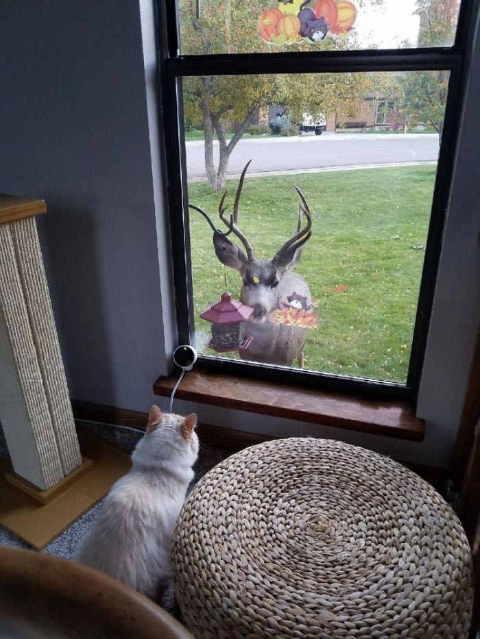 кот Сочи, кот принцесса Диснея