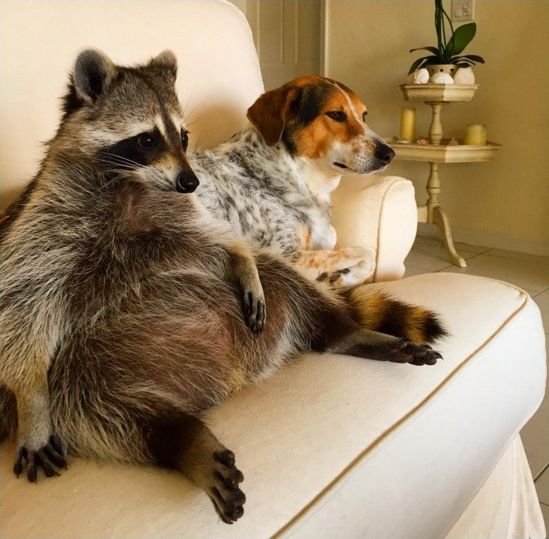 Лучшие друзья среди животных, животные помогают друг другу