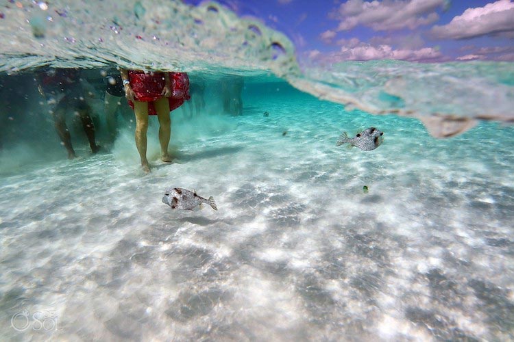 свадьба посреди океана, свадьба по пояс в воде