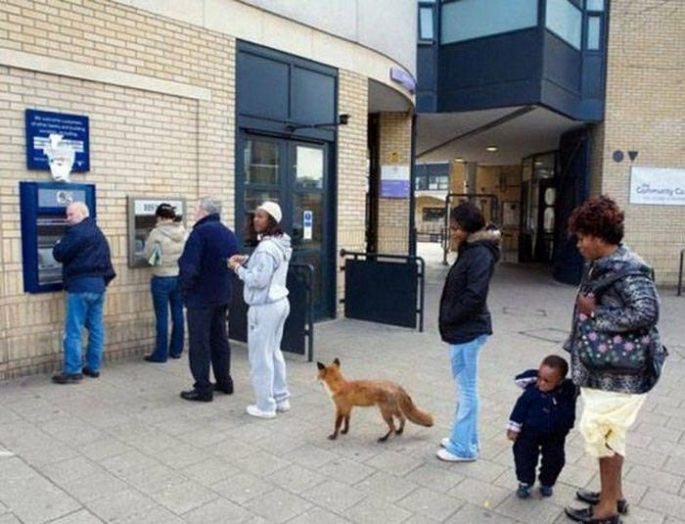 смешные фотографии банкоматов, смешные случаи с банкоматами, странные  банкоматы