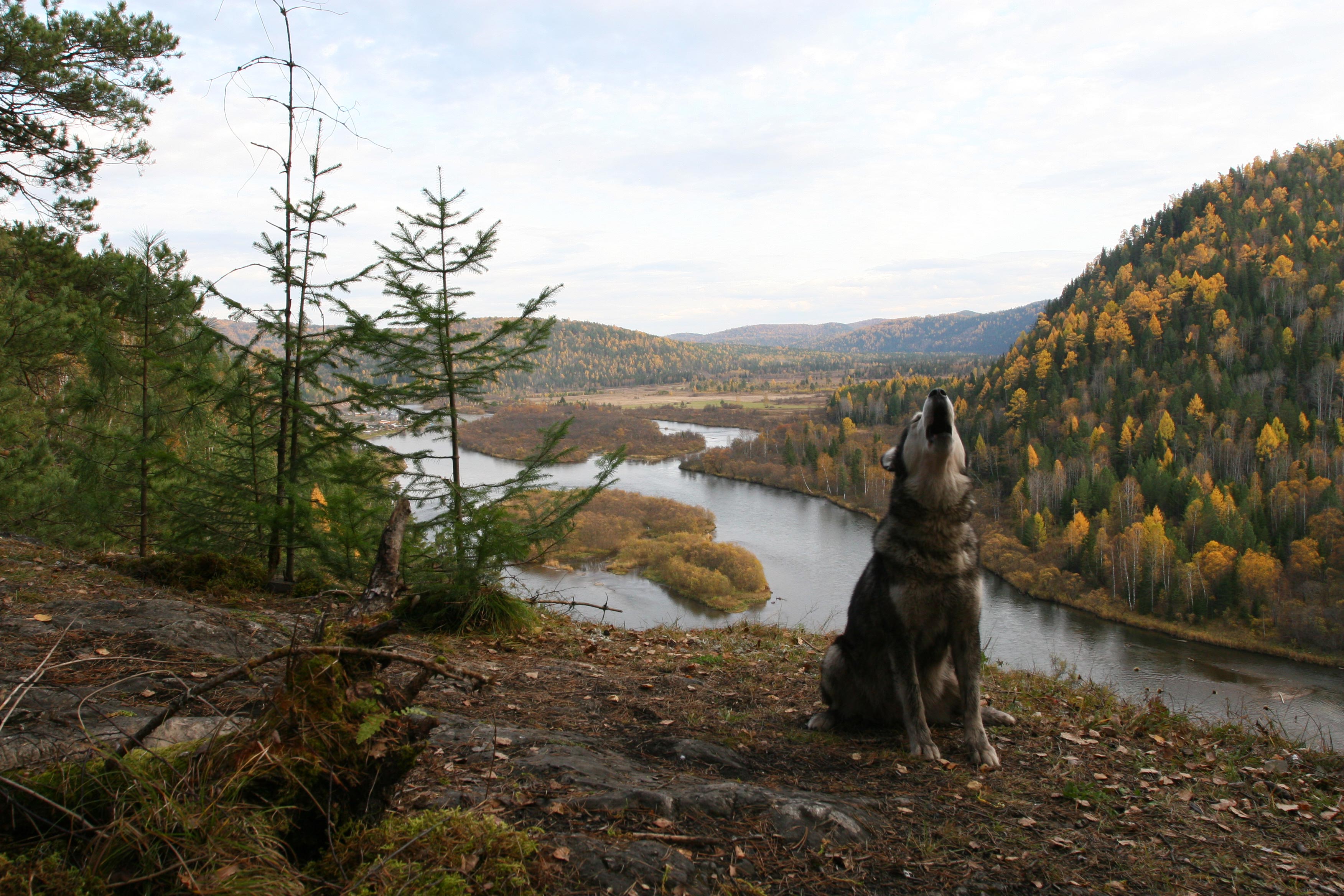факты о россии глазами иностранцев, что иностранцы думают о русских 