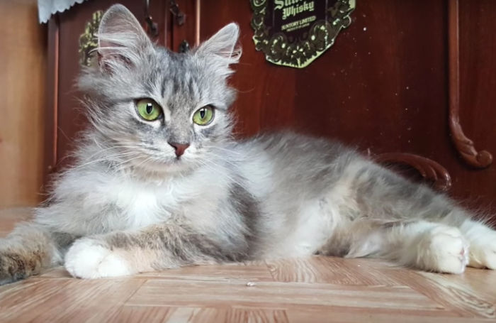 Русский мужчина спас замёрзшего котенка, мужчина из России спас котёнка, Ника и Слава