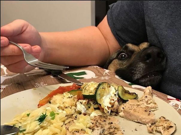 смешные животные, животные засранцы, животные которые ведут себя как придурки