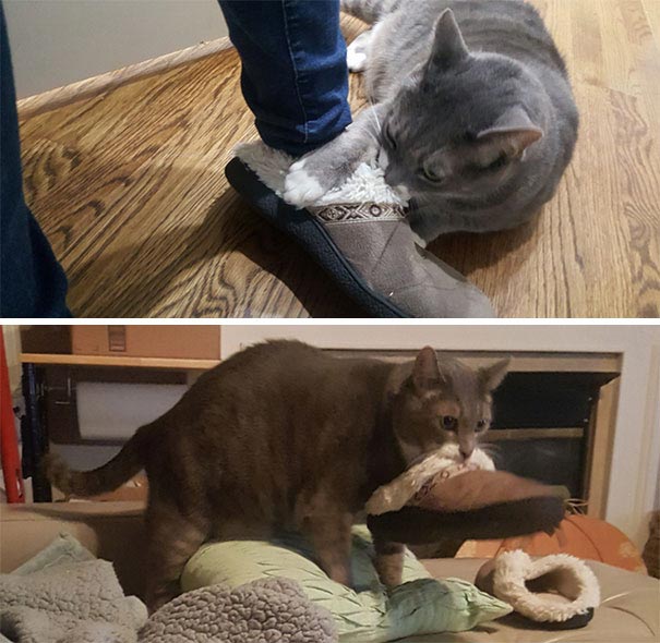 смешные животные, животные засранцы, животные которые ведут себя как придурки