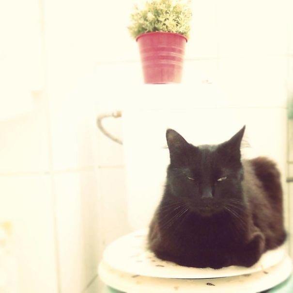 смешные животные, животные засранцы, животные которые ведут себя как придурки