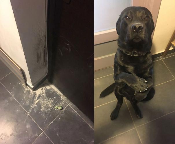 смешные животные, животные засранцы, животные которые ведут себя как придурки