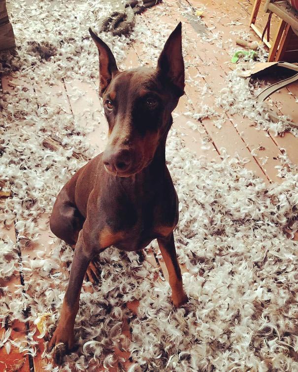 смешные животные, животные засранцы, животные которые ведут себя как придурки