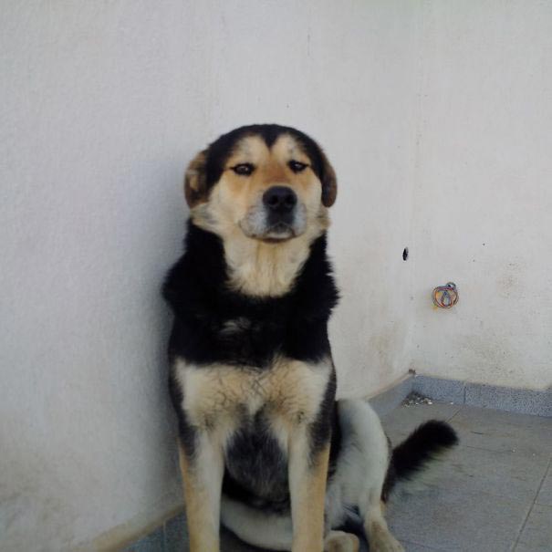 смешные животные, животные засранцы, животные которые ведут себя как придурки