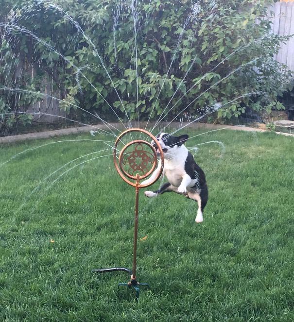 смешные животные, животные засранцы, животные которые ведут себя как придурки