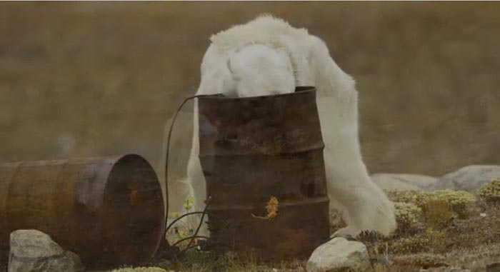 Душераздирающие кадры умирающего от голода белого медведя из-за глобального потепления белый медведь видео, белый медведь видео, белый медведь умер от голода