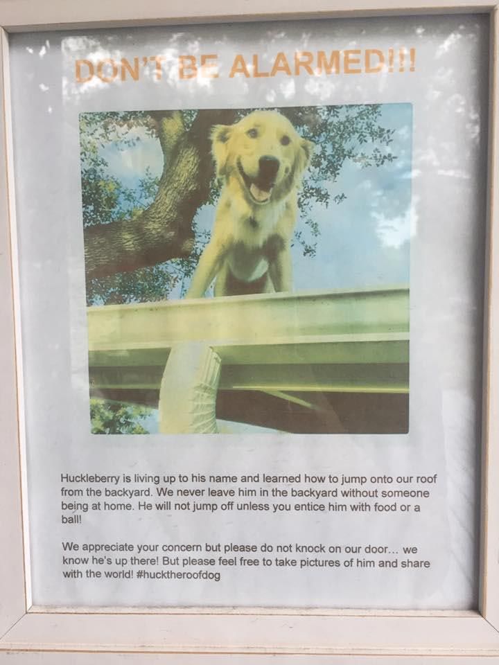 Владельцы написали смешную записку, объясняющую почему их собака всё время сидит на крыше записка собака сидит на крыше, владельцы собаки написали записку, пёс всё время сидит на крыше