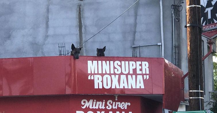 Владельцы написали смешную записку, объясняющую почему их собака всё время сидит на крыше записка собака сидит на крыше, владельцы собаки написали записку, пёс всё время сидит на крыше