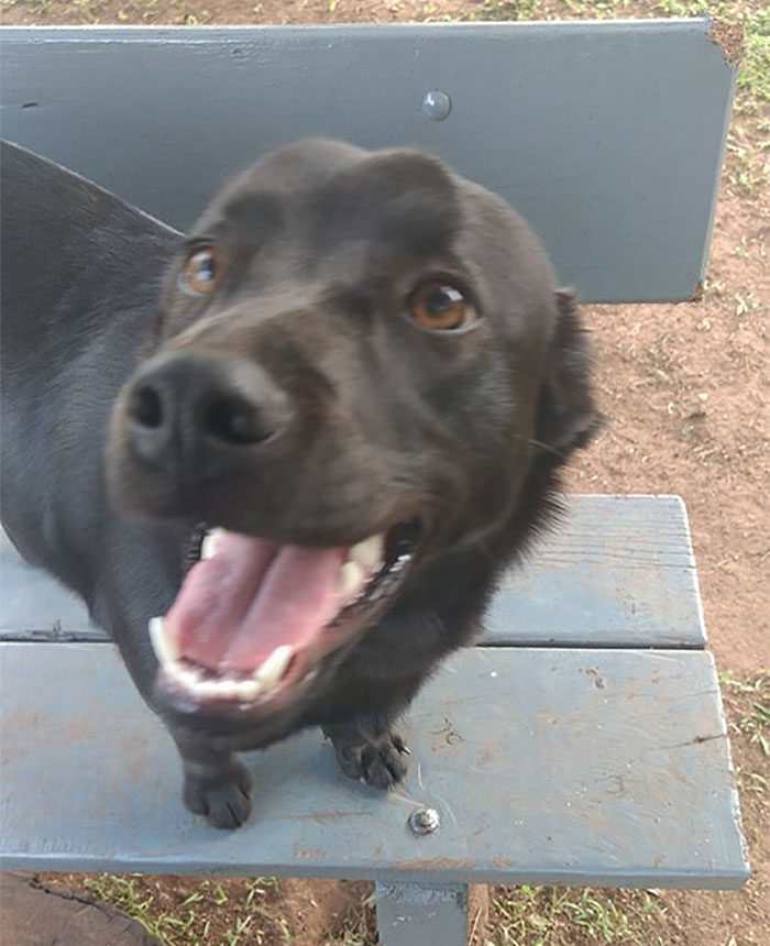 щенок утащил своё одеяло, щенок Лана утащила своё одеяло 