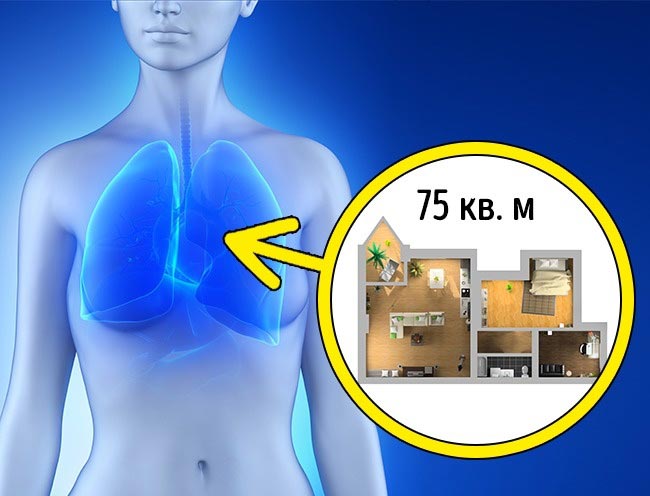 факты в которые трудно поверить, факты обо всём