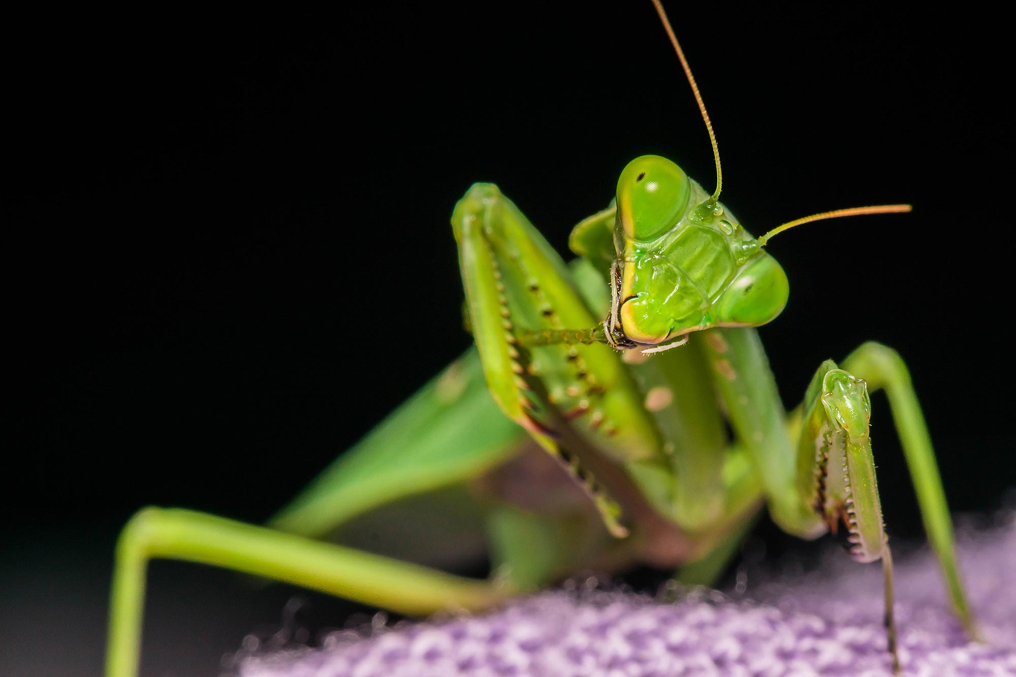 Самка богомола ютуб. Земляной богомол (Geomantis Larvoides). Богомолы Мантис зелёный. Мантис богомол. Praying Mantis насекомое.