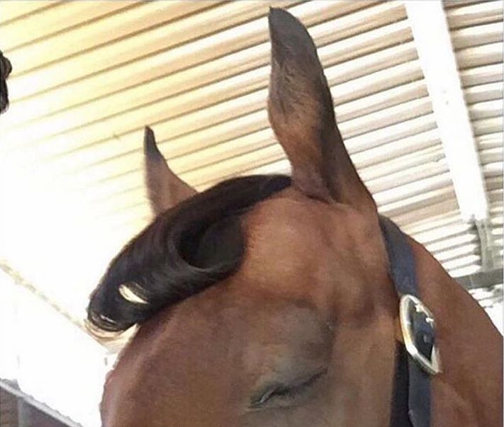 смешная стрижка лошади, ужасная стрижка лошади, подстриг лошадь, чёлка у лошади