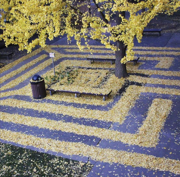 ленд-арт, узоры из опавших листьев, рисунки из опавших листьев