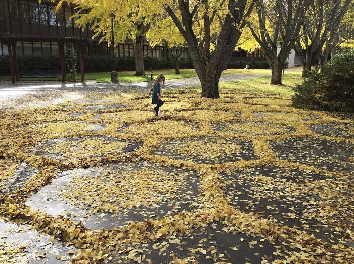 ленд-арт, узоры из опавших листьев, рисунки из опавших листьев