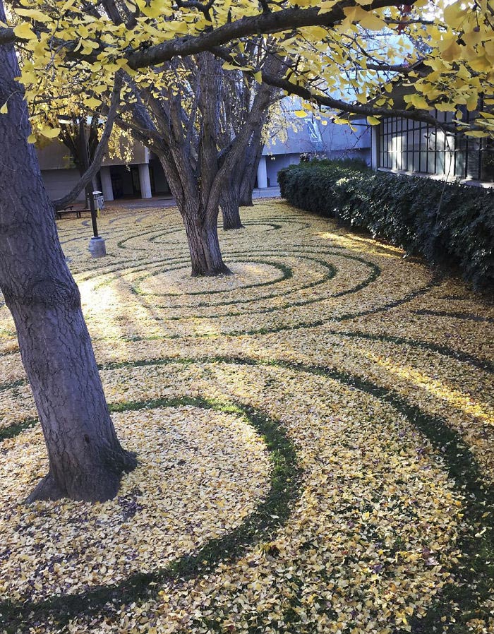 ленд-арт, узоры из опавших листьев, рисунки из опавших листьев