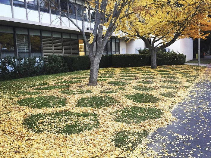 ленд-арт, узоры из опавших листьев, рисунки из опавших листьев