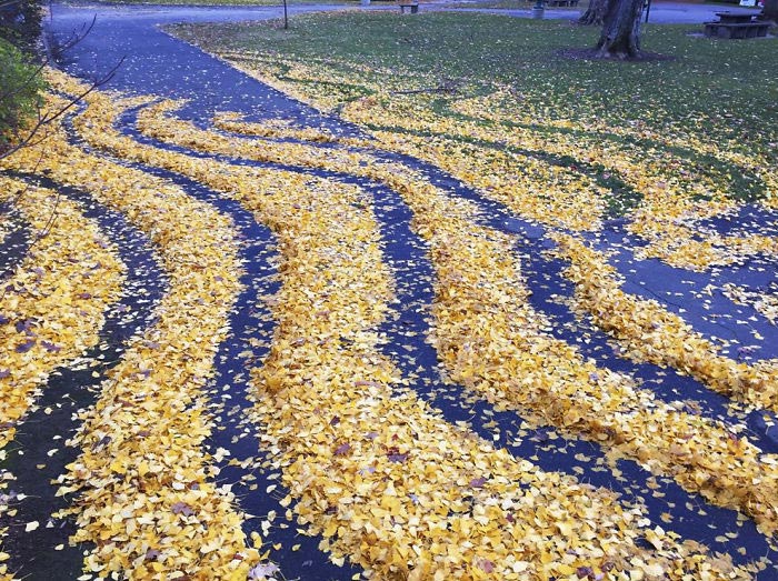ленд-арт, узоры из опавших листьев, рисунки из опавших листьев