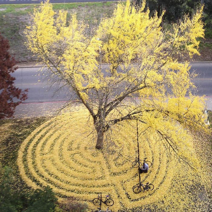 ленд-арт, узоры из опавших листьев, рисунки из опавших листьев