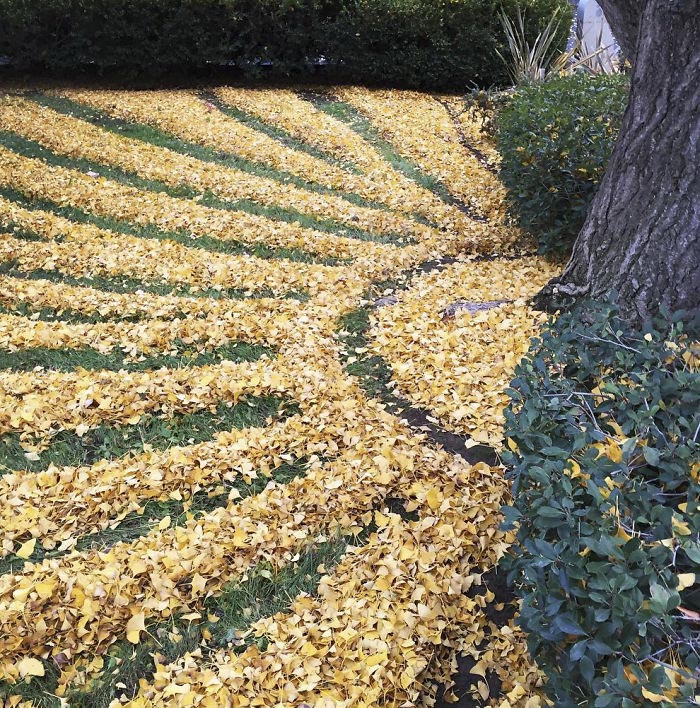 ленд-арт, узоры из опавших листьев, рисунки из опавших листьев
