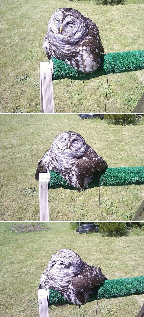 растаявшие животные, расплавившиеся животные