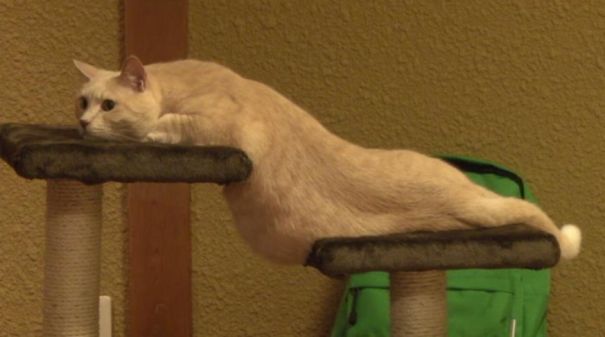 растаявшие животные, расплавившиеся животные