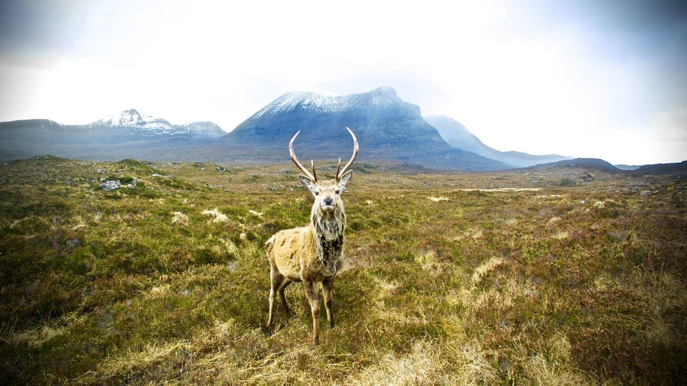 редкие животные, смешные животные, пугающие животные