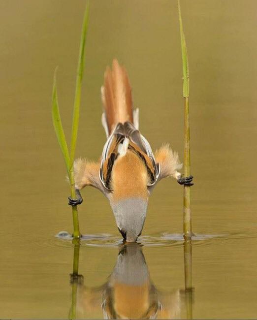 редкие животные, смешные животные, пугающие животные