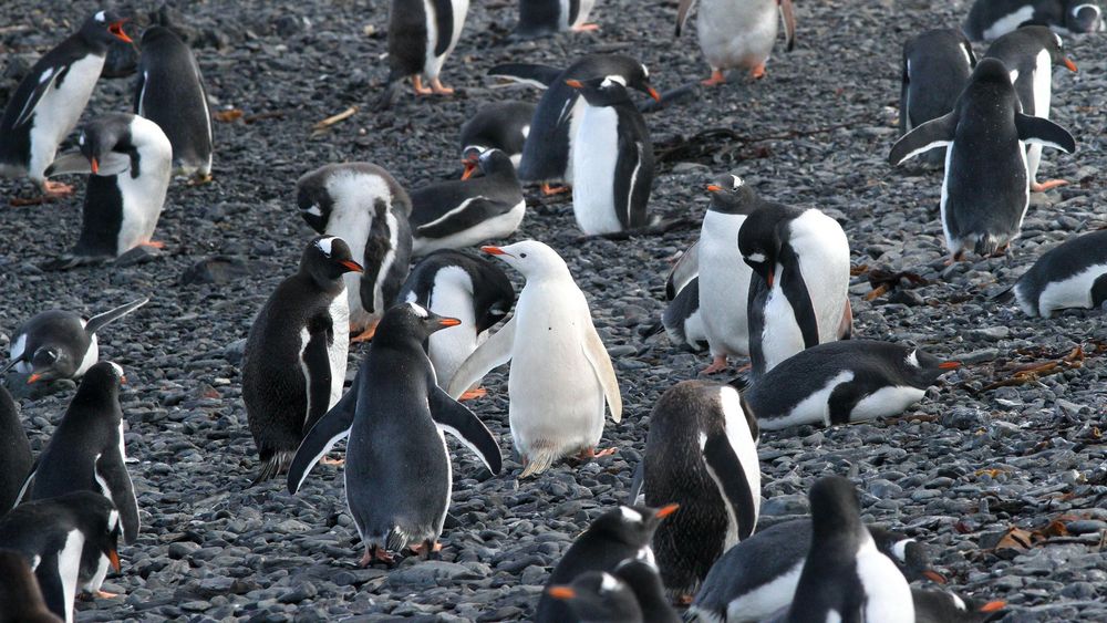 редкие животные, смешные животные, пугающие животные