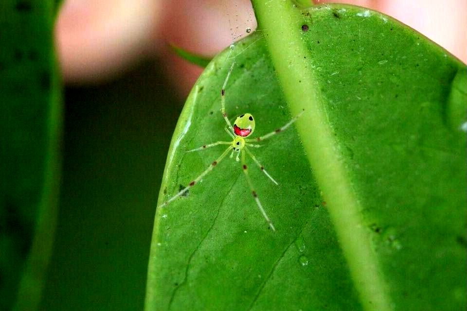 редкие животные, смешные животные, пугающие животные