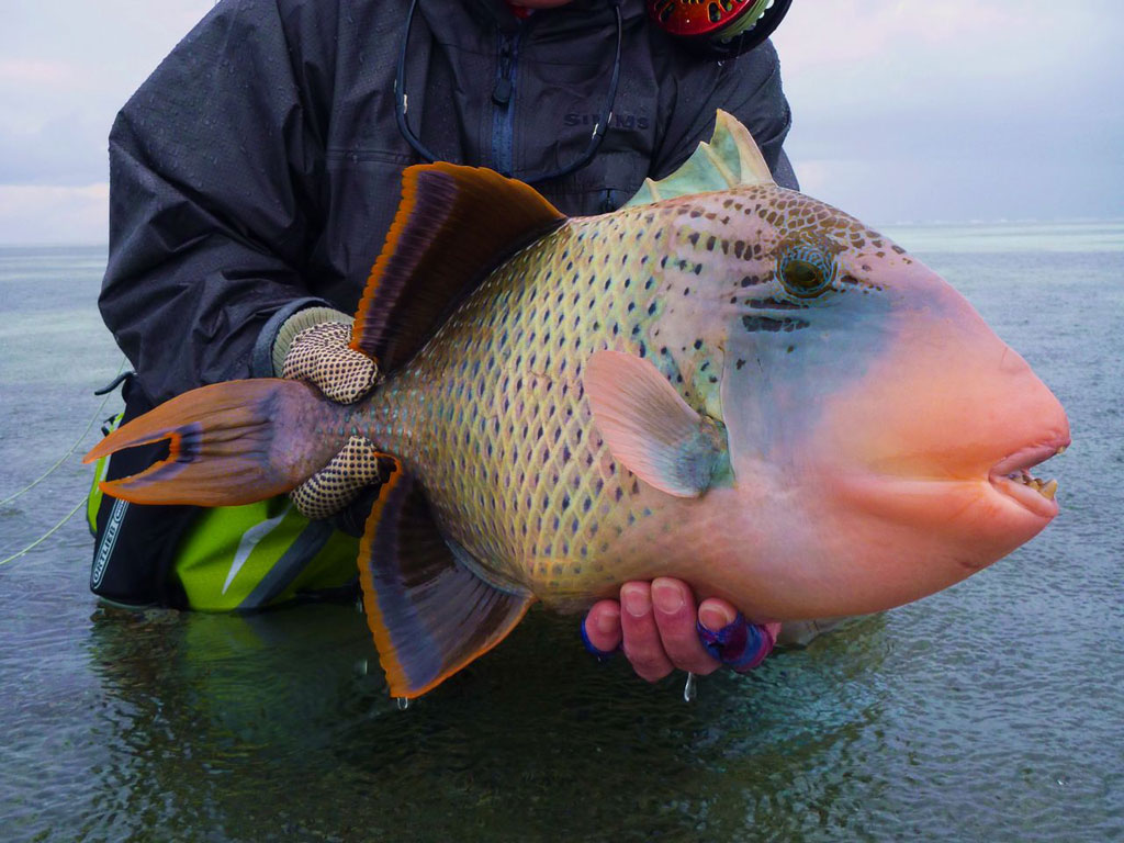 редкие животные, смешные животные, пугающие животные