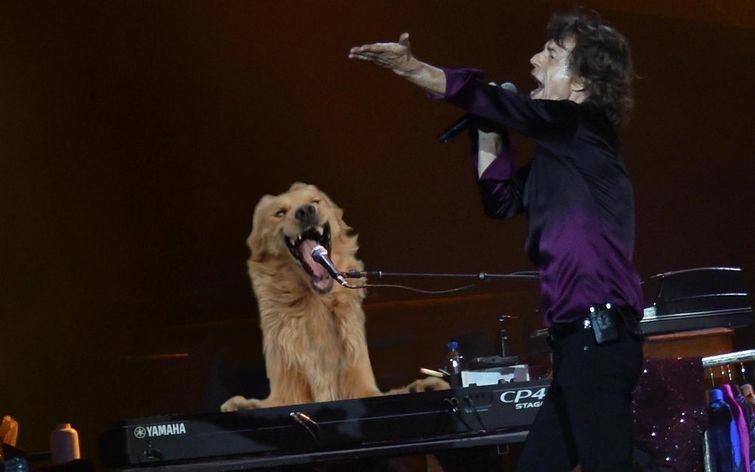 улыбающаяся собака битва фотошоперов, битва фотошоперов собака