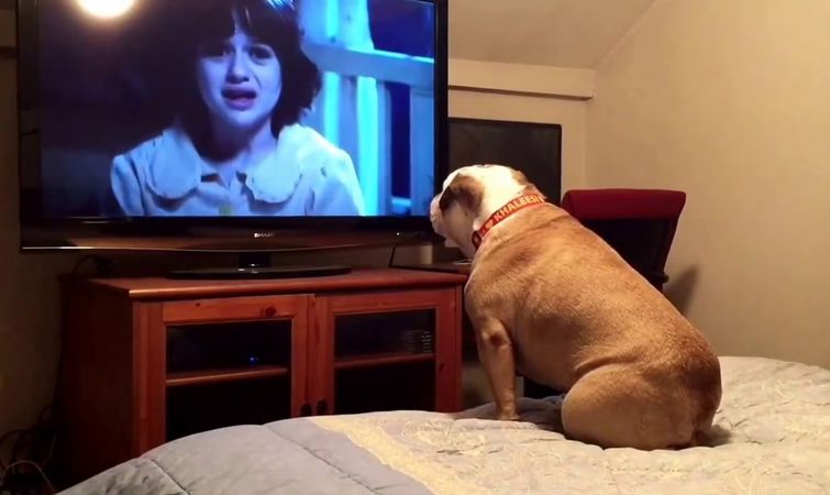 бульдог смотрит фильмы ужасов, бульдог Кхалиси, бульдог защищает фильмы ужасов