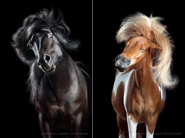 гламурные портреты лошадей, гривы лошадей фото