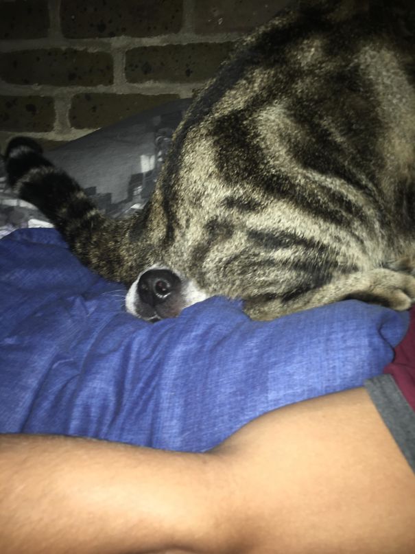 смешные фотографии собак и кошек, совместная жизнь собак и кошек