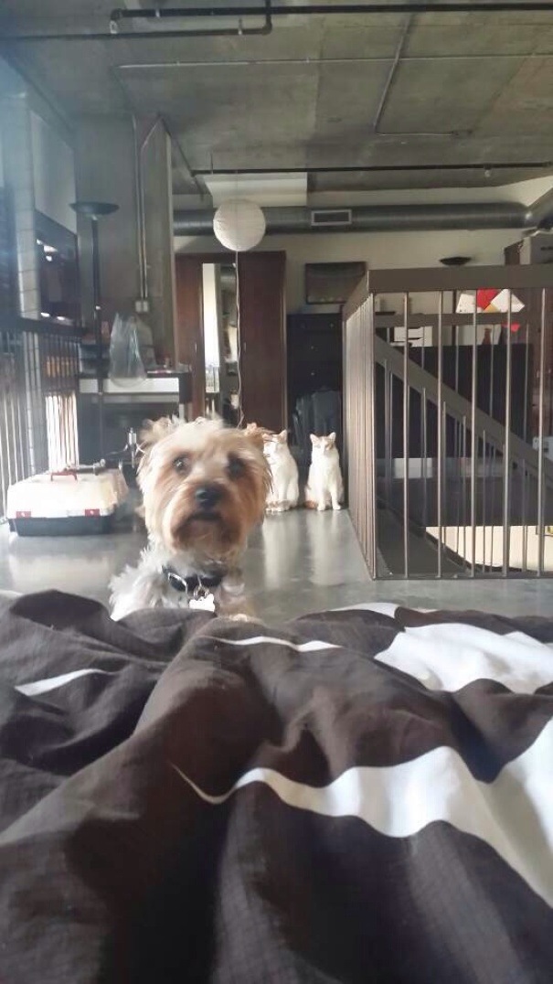 смешные фотографии собак и кошек, совместная жизнь собак и кошек