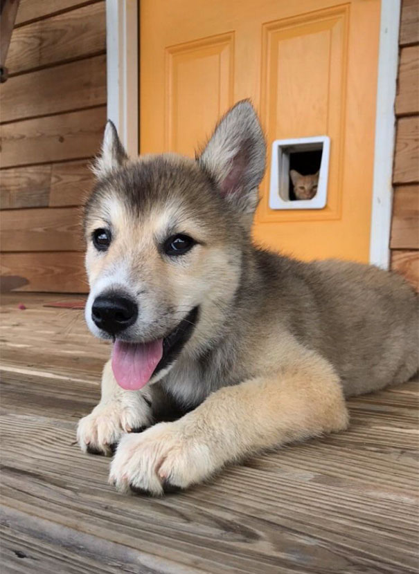 смешные фотографии собак и кошек, совместная жизнь собак и кошек